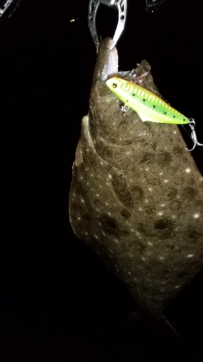 シーバスからのフラットフィッシュ