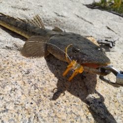 フラットフィッシュゲームNo.2