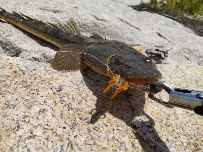 フラットフィッシュゲームNo.2