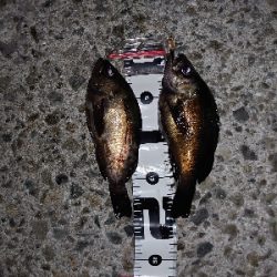 少し苦手なフロート