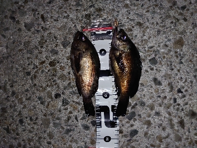 少し苦手なフロート