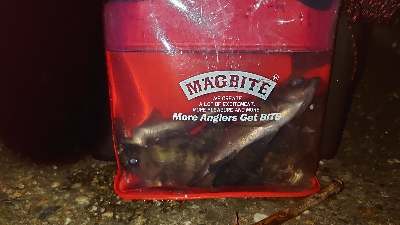 干潮メバリング