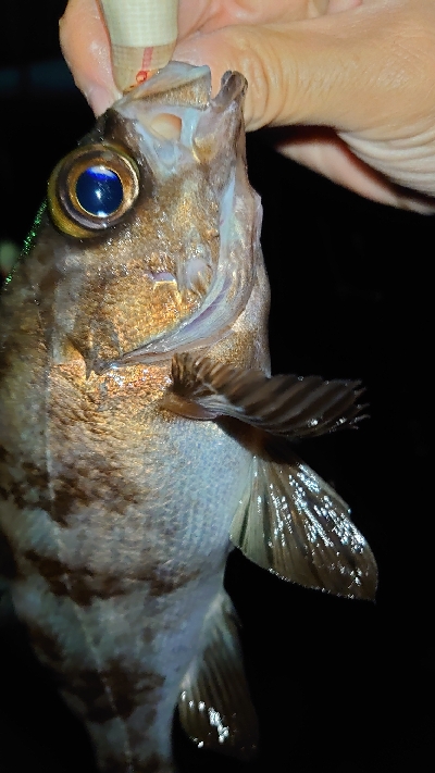 メバルもそろそろ終わり？