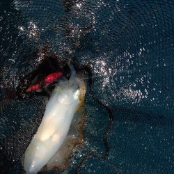 久しぶりのオフショア釣行!