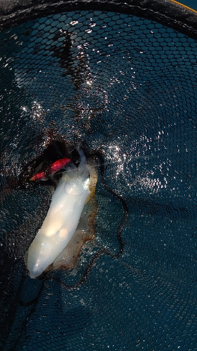 久しぶりのオフショア釣行！