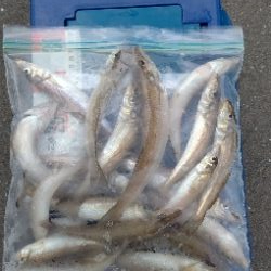 キス釣り調査へ