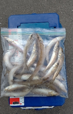 キス釣り調査へ