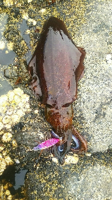 キロアップ連発