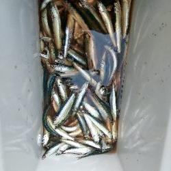イワシ大漁
