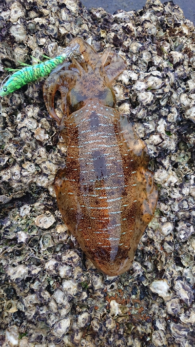 和歌山エギング