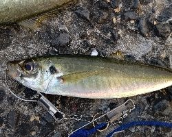 シーバスルアーにアジ