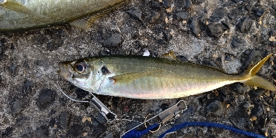 シーバスルアーにアジ