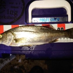 メバリングのはずが