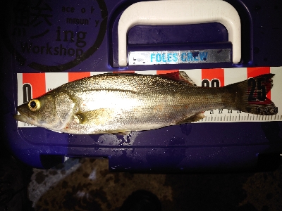 メバリングのはずが