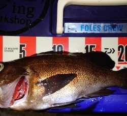 やっとメバル釣れたけどサイズ伸びない