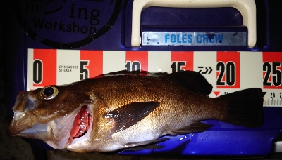 やっとメバル釣れたけどサイズ伸びない