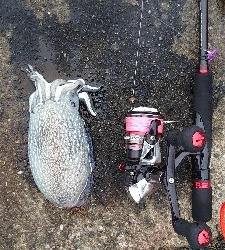 コウイカエギング