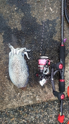 コウイカエギング