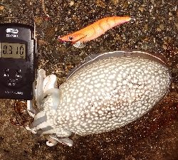 コウイカエギング