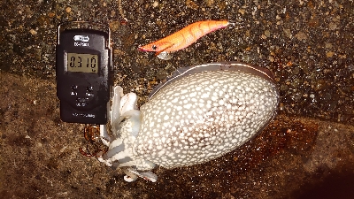 コウイカエギング