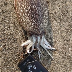 コウイカエギング