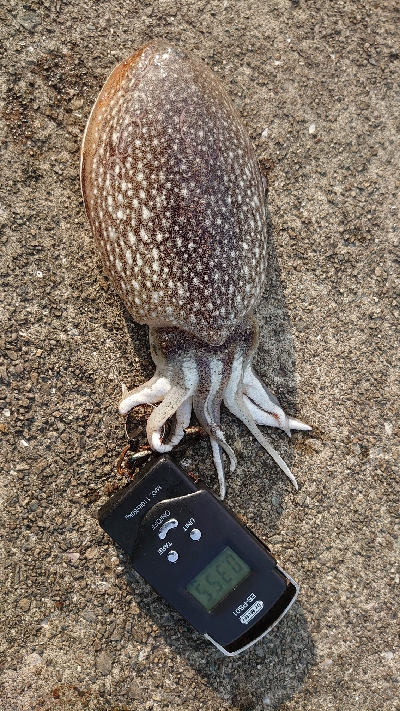 コウイカエギング