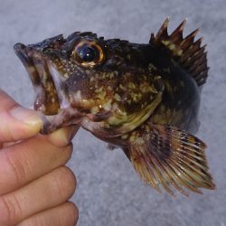 知らない内にガシラ