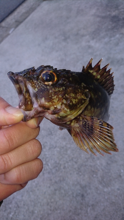 知らない内にガシラ