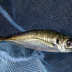 久しぶりのアジ