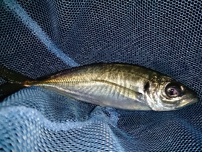 久しぶりのアジ