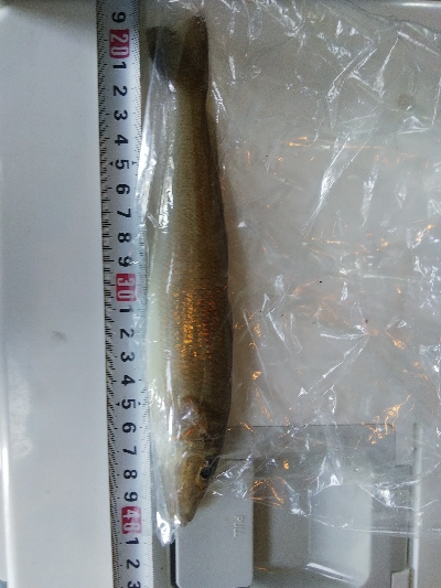 室津のキス釣り