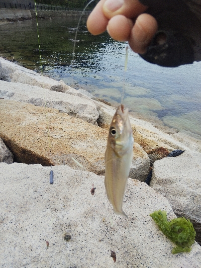 室津のキス釣り