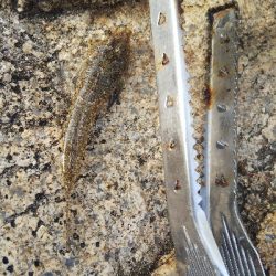 大塩海岸のキス釣り