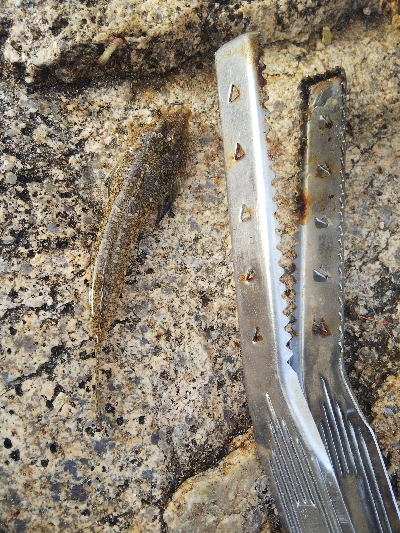 大塩海岸のキス釣り