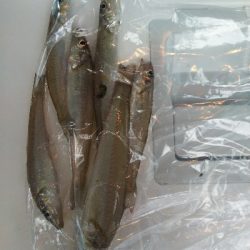 高砂港のキス釣り