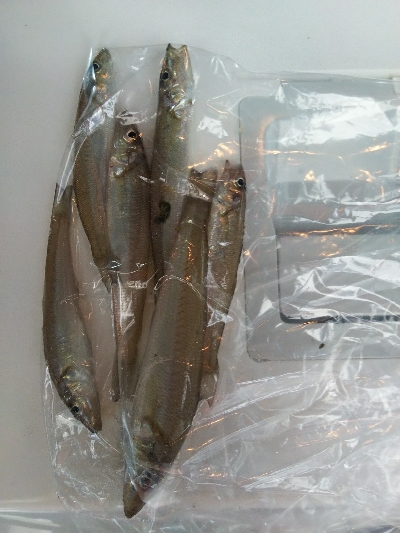 高砂港のキス釣り