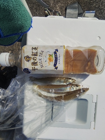 大塩海岸のキス釣り