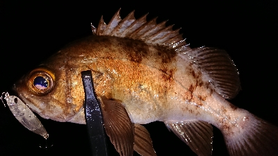 メバルには…ワーム？プラグ？