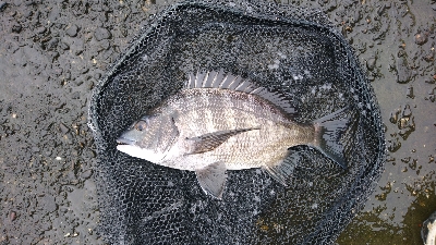 久々に 短時間集中で釣れた