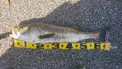 久しぶりに半日ゆっくりと釣行