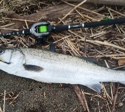 Vj丸呑みだったが…