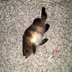 メバリングで嬉しいタコ