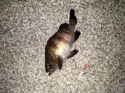 メバリングで嬉しいタコ