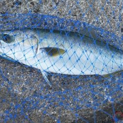 ショアジギング　ハマチ