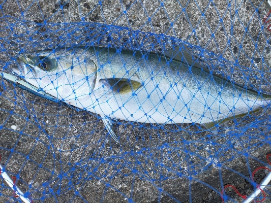 ショアジギング　ハマチ