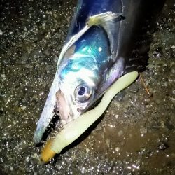 腹パンタチウオ