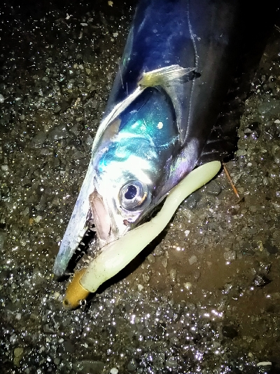 腹パンタチウオ