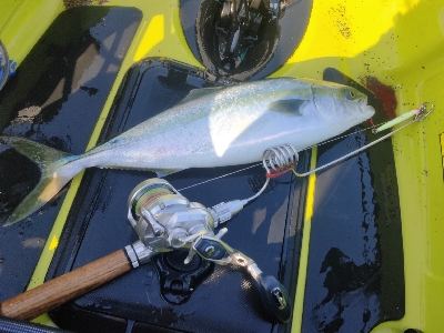 【カヤックフィッシング】巨大ナブラのど真ん…