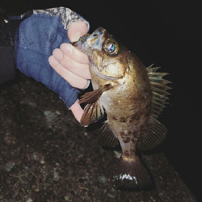 メバルプラッキング