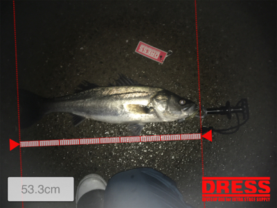 底バチパターン